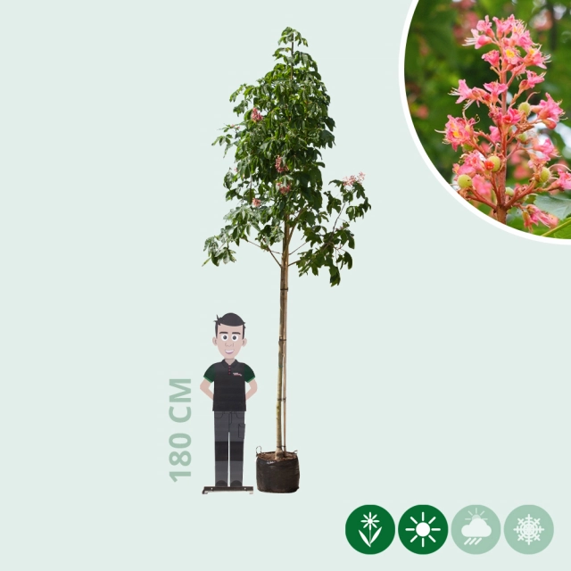 Rode paardenkastanje