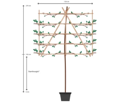 Leibomen planten: stamhoogte en afstand
