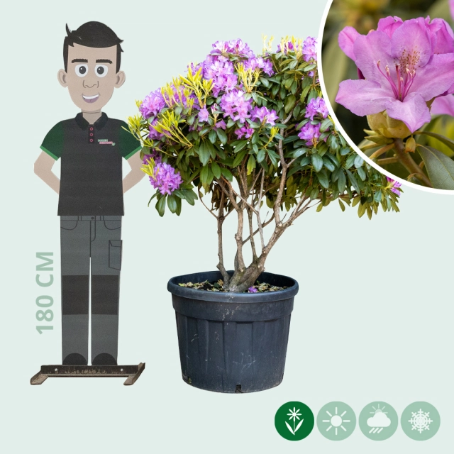 Rhododendron Catawbiense grandiflorum XXL