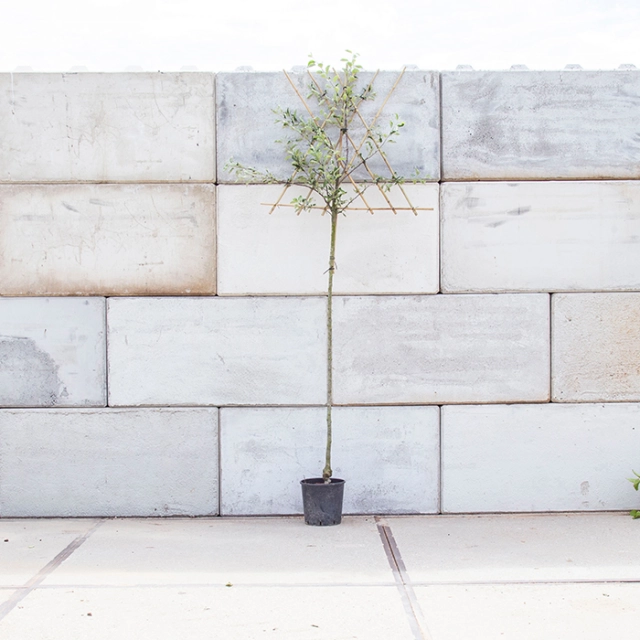 Malus d. Golden Delicious' hoogstam leiboom