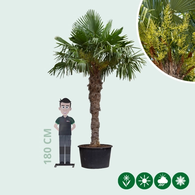 Chinese waaierpalm 180 cm stamhoogte