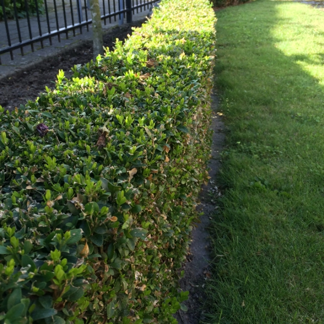 Buxus haag 25 cm