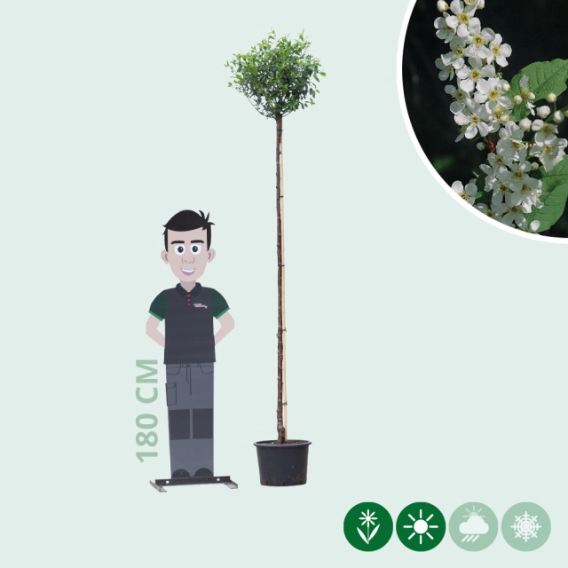 Bol sierkers 220 cm stamhoogte