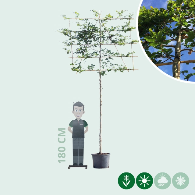Groene leibeuk 220 cm