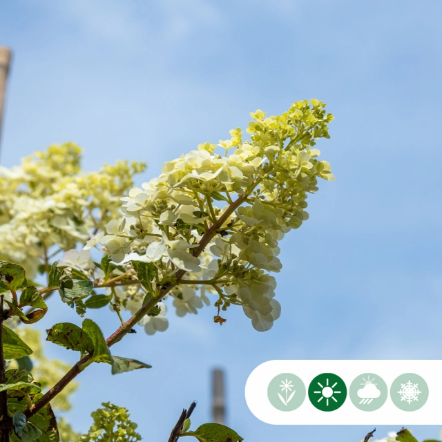 Welke bomen bloeien in september?