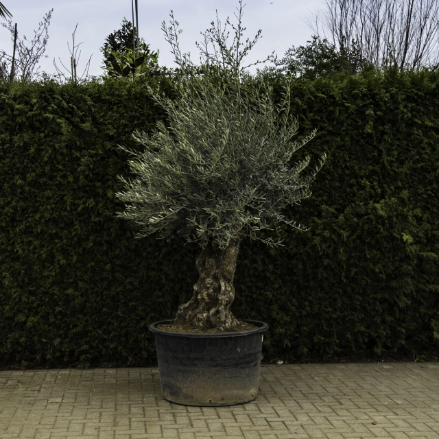 Olijfboom 'Bonsai' #96