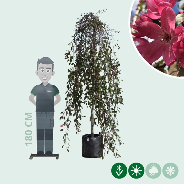 Rode treur sierappel