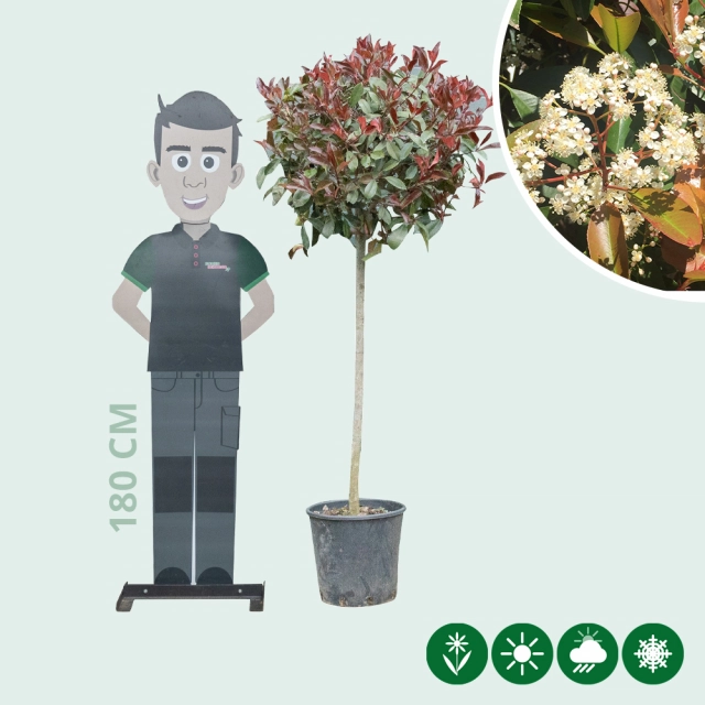 Bol photinia Volgroeid