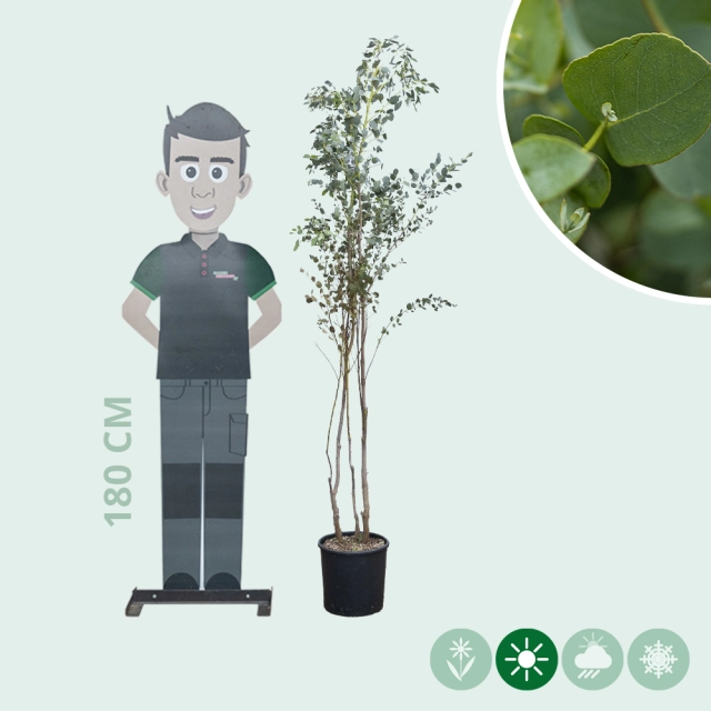 Eucalyptus meerstammig