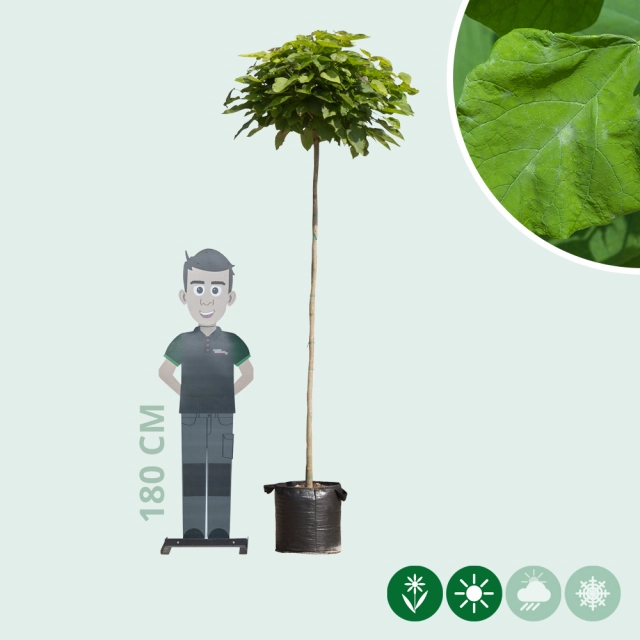 Bolcatalpa 200 cm stamhoogte