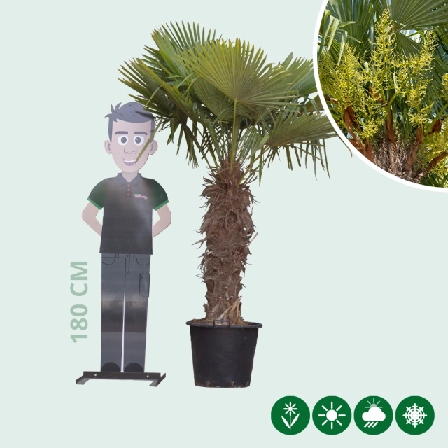Chinese waaierpalm 80 cm stamhoogte