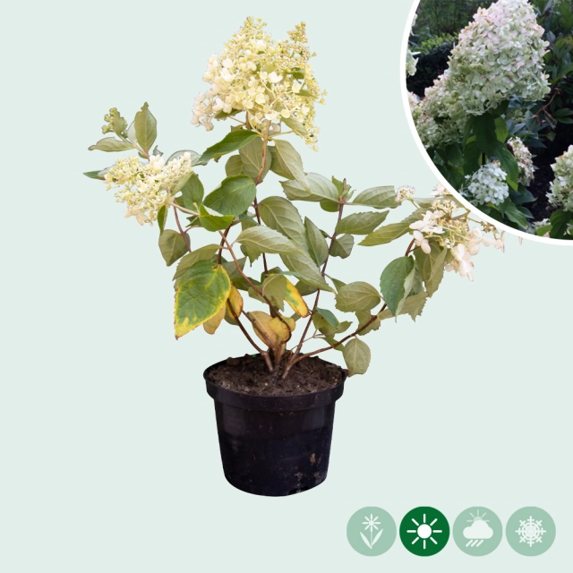 Hortensia Grandiflora