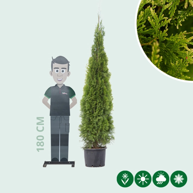 Conifeer 'Smaragd' 200 cm