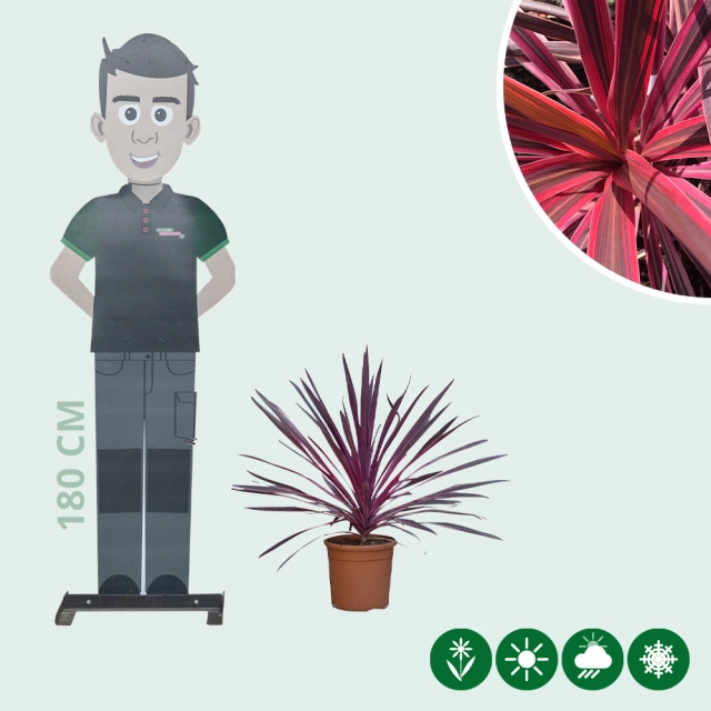 Roze koolpalm