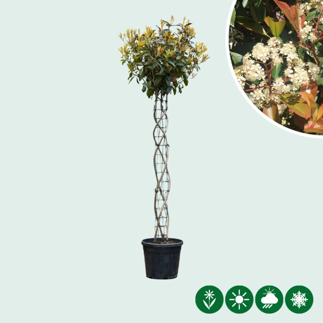 Bol Photinia spiraal