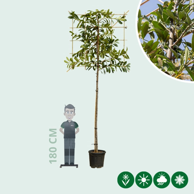 Leilaurier 220 cm