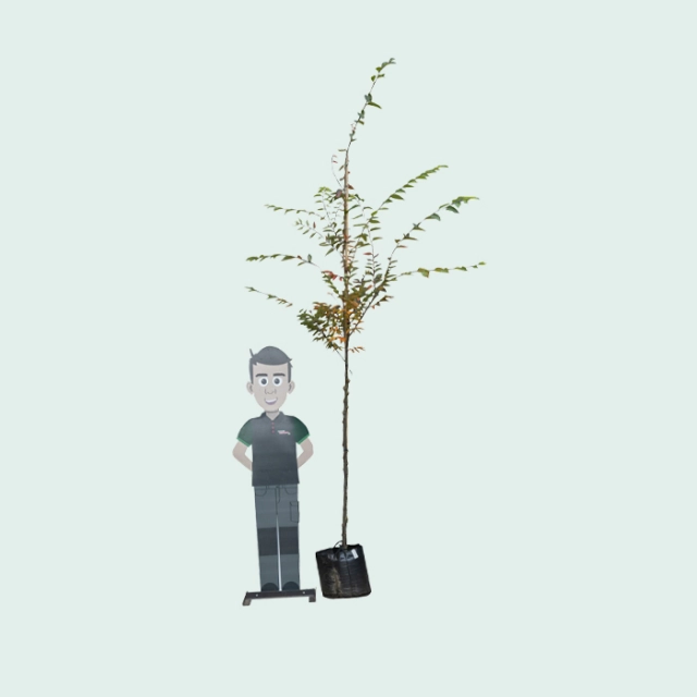 Japanse zelkova