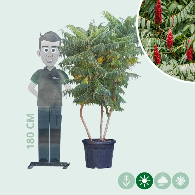 Fluweelboom meerstammig