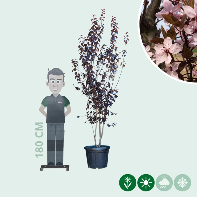 Kerspruim meerstammig