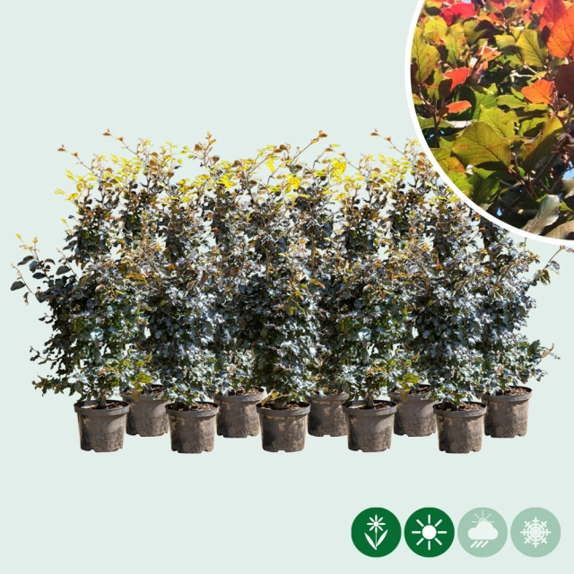 Rode beukenhaag per meter dubbele rij