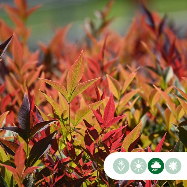 Waarom je moet aanplanten in de herfst