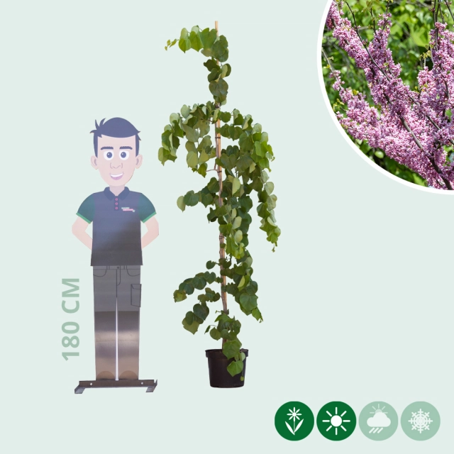 Judasboom 'Lavender Twist'