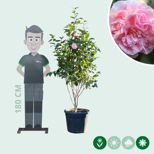 Camellia roze meerstammig