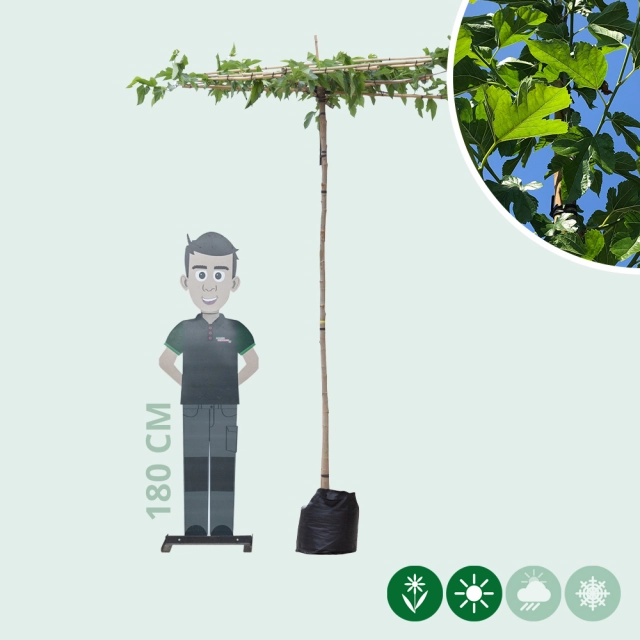 Moerbei vierkant dak 200-220 cm stamhoogte