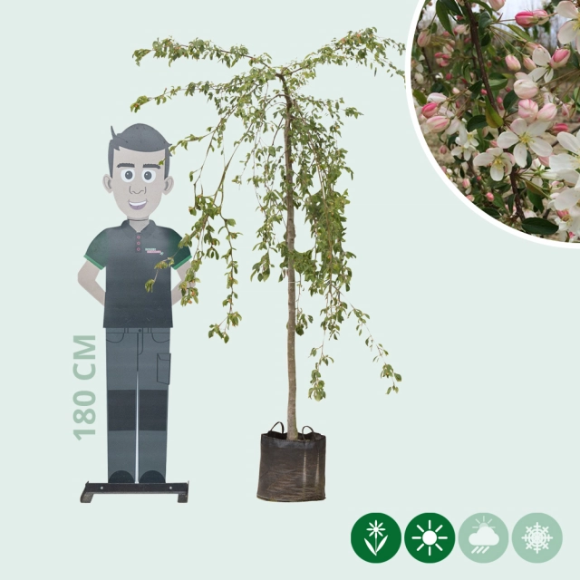 Groene treur sierappel