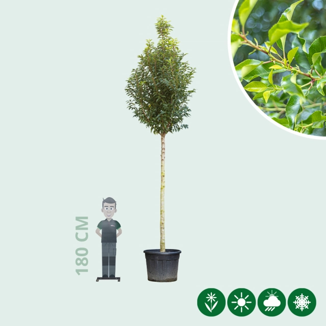 Portugese laurier hoogstam