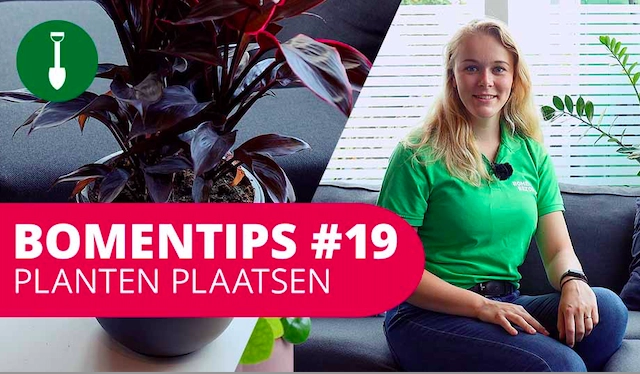 Bomentip #19 | Planten plaatsen