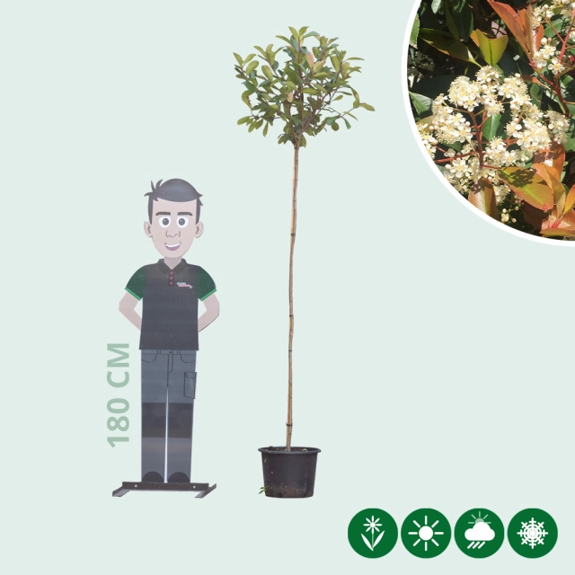 Bol Photinia