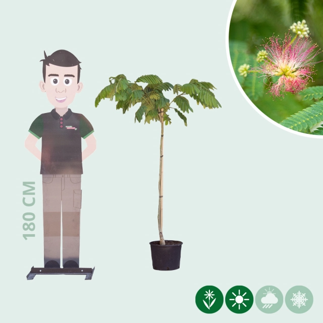 Perzische slaapboom