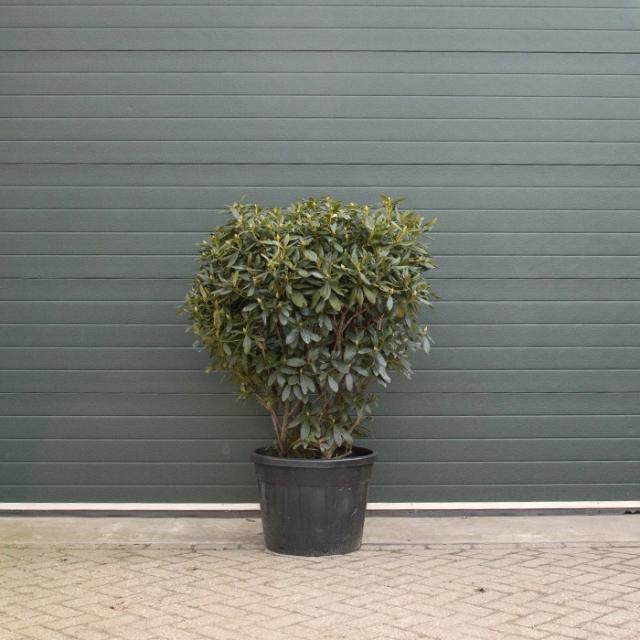 Rhododendron Cunninghams White