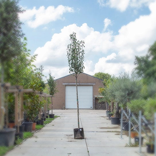 Grote perenboom Conference