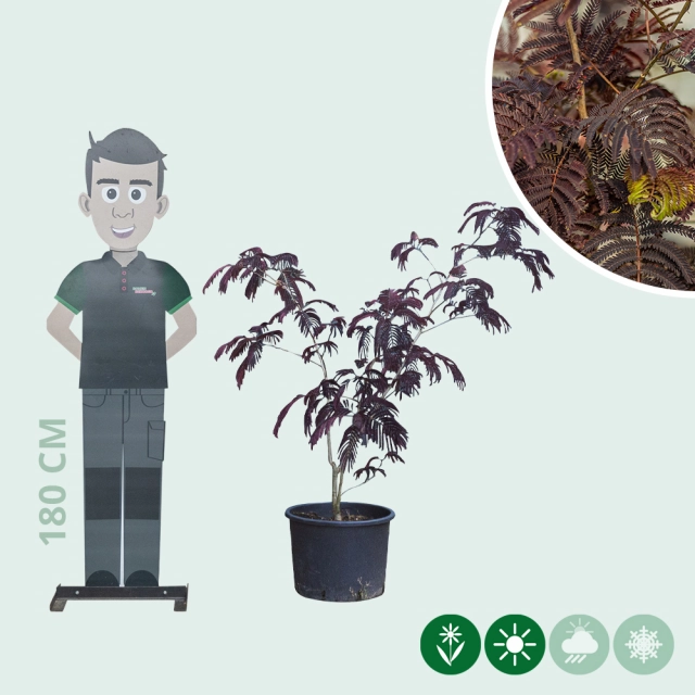 Rode Perzische slaapboom solitair