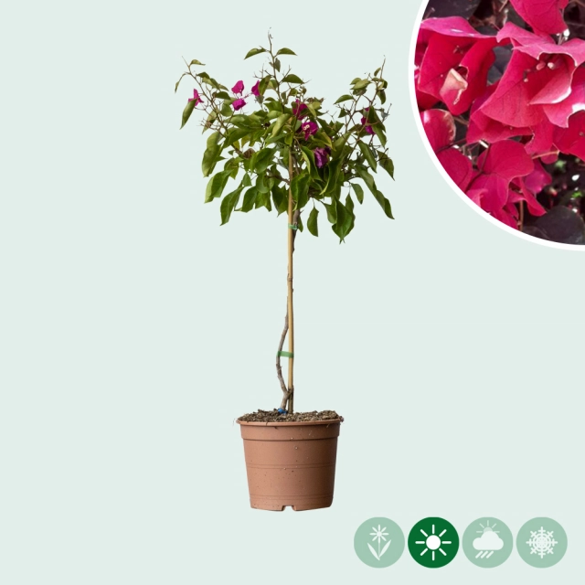 Bougainvillea glabra 'Alexandra' op stam