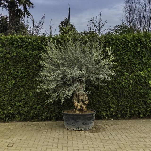 Olijfboom 'Bonsai' #90