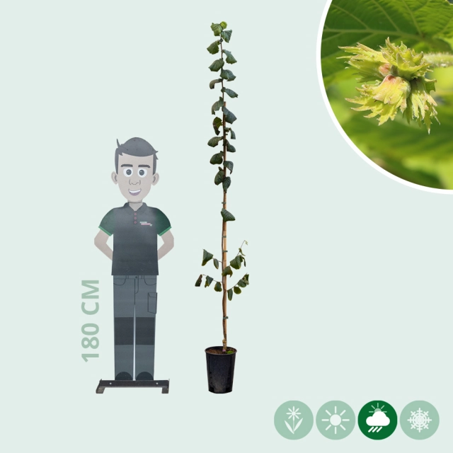 Hazelnoot 'Geant de Halle'