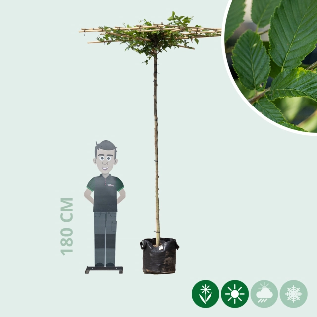 Haagbeuk vierkant dak 240 cm stamhoogte