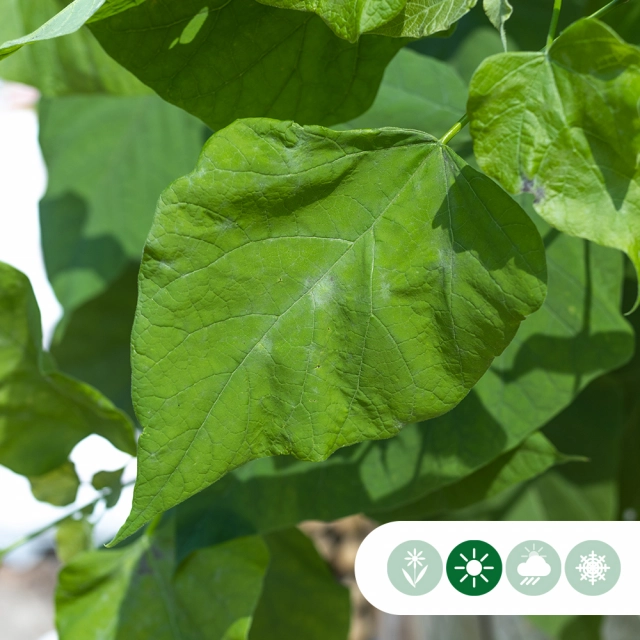 Bolcatalpa 200 cm stamhoogte