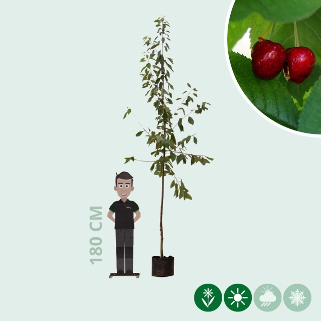 Prunus a. 'Stella'