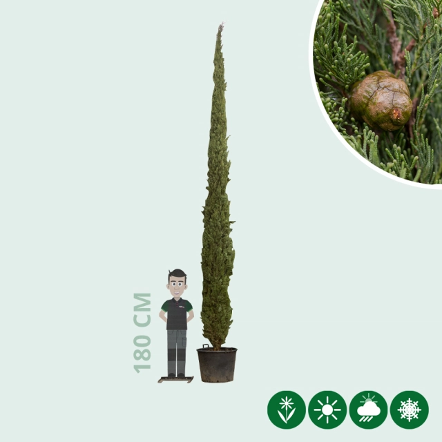 Italiaanse cipres 600 cm