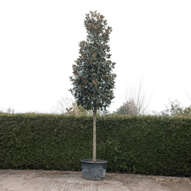 Magnolia grandiflora #68