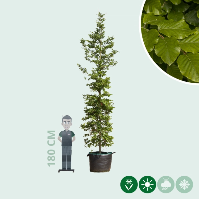 Groene beuk laagstam