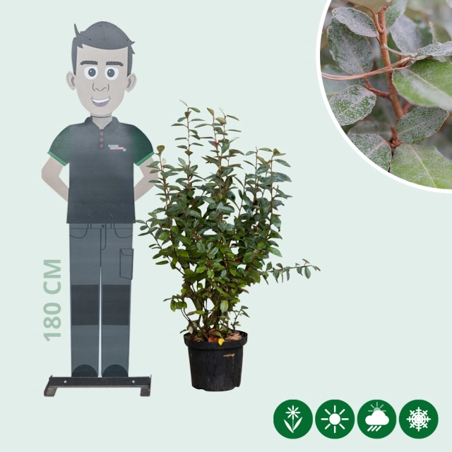 Olijfwilg haag 100 cm