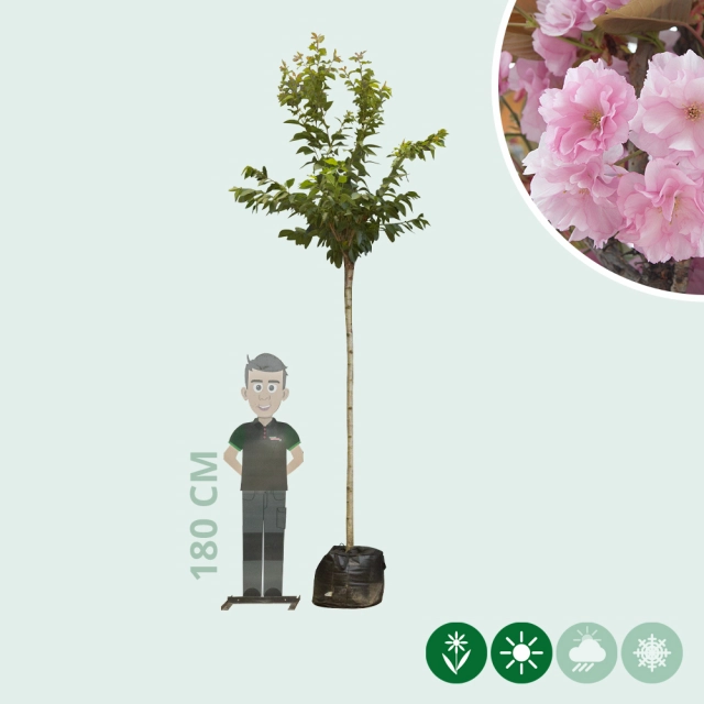 Japanse sierkers