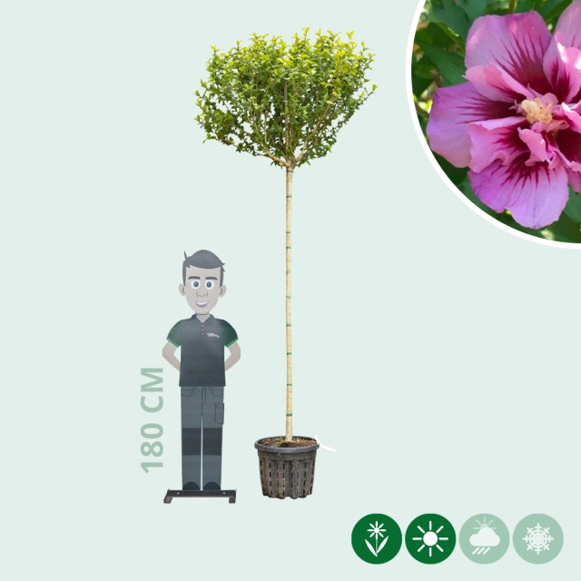 Hibiscus 'Flower Tower Purple' hoogstam