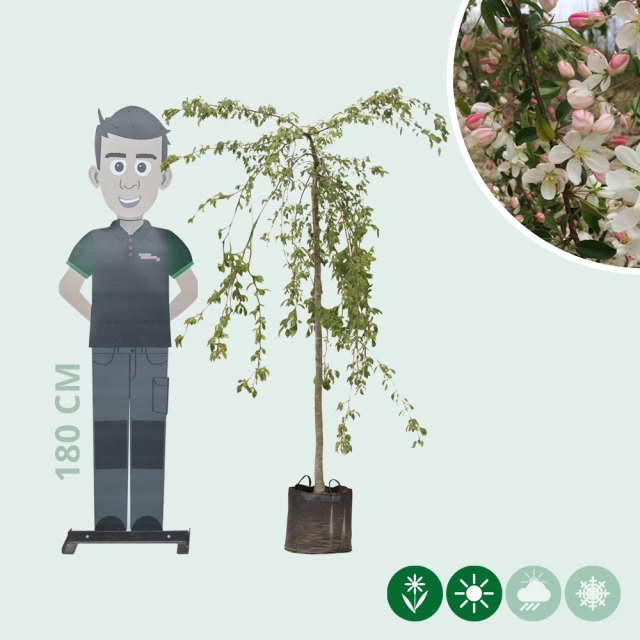 Groene treur sierappel