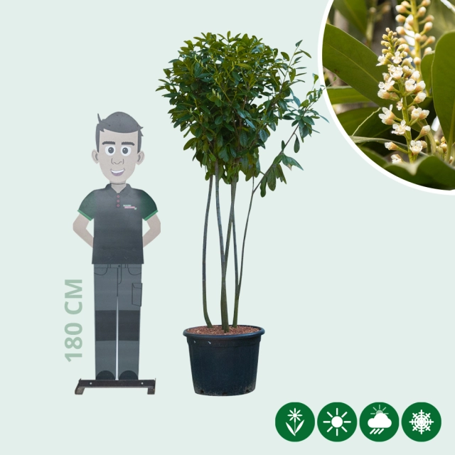 Laurierkers 'Novita' meerstammig